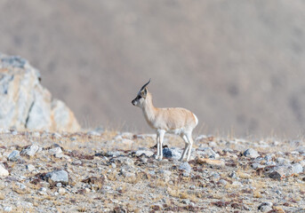 Naklejka na ściany i meble Tibetan gazelle from Gurudongmar of north sikkim