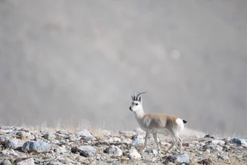 Aluminium Prints Antelope Tibetan gazelle from Gurudongmar of north sikkim