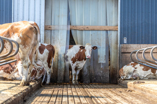 A german simmental cow in an outdoor cowshed. Modern cow keeping