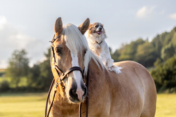Animal friends: Dogs and horses. A haflinger horse gelding and a cute little chihuahua dog...