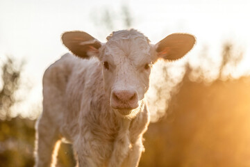 A newborn white calf playing on a pasture in summer outdoors during sunset