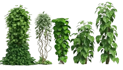 Poster set of tropical creeper plants, 3d render, transparent background, png cutout © gfx_nazim