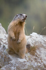 Alpine marmot (groundhog - Marmota marmota) standing on rocks, Italy.