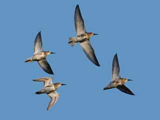 Dunlin (Calidris alpina)