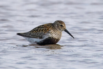 Dunlin (Calidris alpina)