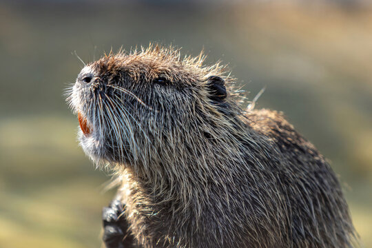 A nutria in summer outdoors, Myocastor coypus