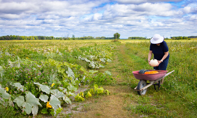 Femme met une courge blanche dans brouette, horizontal