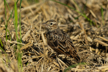 藁の中に紛れ込もうとするヒバリ