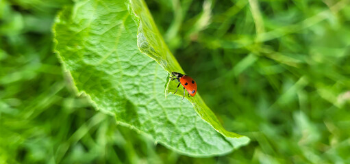 Ladybug crawling on a green fresh burdock leaf