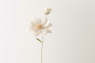 Obraz premium white flowers with white background