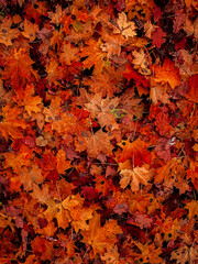 autumn leaves background
