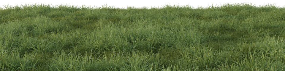 Obraz premium Evergreen grass field in nature, meadow in springtime, Tropical forest isolated on transparent background - PNG file, 3D rendering illustration for create and design or etc