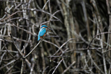 kingfisher on tree