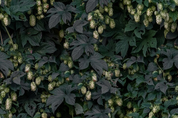 Dark green hops seamless background