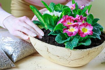 Florist at work: woman shows how to make simple decoration with primula flowers. Step by step, tutorial.