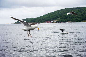 Fototapeta na wymiar Sea gulls fighting for food at sea.
