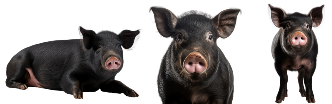 Domestic black pig collection (portrait, standing, lying), animal bundle isolated on a transparent PNG