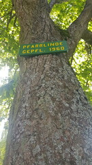 sign on the tree