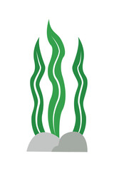 Seaweed illustration in flat style isolated. Marine plants on a white background. Seaweeds. Aquarium plants, underwater planting.