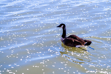Canadian goose swimming in cherry blossom season