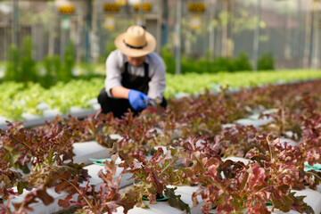 fresh young organic green cos lettuce plant growing in hydroponic system at vegetable salad farm with farmer working on background. agriculture and healthy food concept. - obrazy, fototapety, plakaty