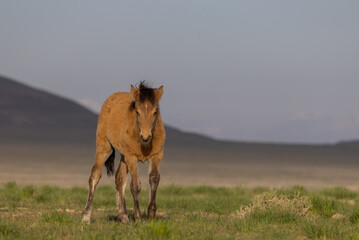 Wild Horse Foal in the Utah Desert in Springtime