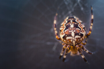 Marbled orb-weaver spider at sunset. A large spider with a beautiful pattern on its back