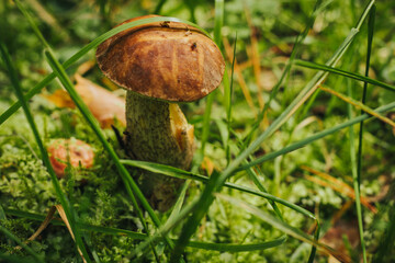 Blushing Bolete (Leccinum roseofractum) Eco Autumn mushroom. Edible mushroom that grows in the forest under trees in moss. Edible, very tasty, baked without pre-cooking, marinated, dried, salted or pi