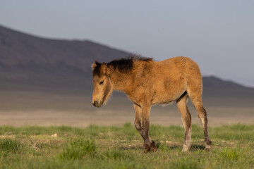 Naklejka na ściany i meble Wild Horse Foal in the Utah Desert in Springtime