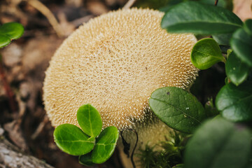 Common Puffball Eco Autumn mushroom. Edible mushroom that grows in the forest under trees in moss. Edible, very tasty, baked without pre-cooking, marinated, dried, salted or pickled Eko Rudens sene. - obrazy, fototapety, plakaty