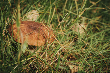 Blushing Bolete (Leccinum roseofractum) Eco Autumn mushroom. Edible mushroom that grows in the forest under trees in moss. Edible, very tasty, baked without pre-cooking, marinated, dried