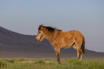 Wild Horse Foal in the Utah Desert in Springtime