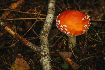 Fly Agaric Eco Autumn mushroom. A poisonous mushroom that grows in the forest under the trees in the moss. Red flycatcher in green moss. Used in pharmacology