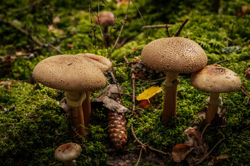 Gray fly agaric mushroom in the autumn forest