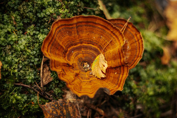 Annual dry grass or Coltricia perennis. Eco Autumn mushroom. It is not an edible mushroom that grows in the forest under the trees in the moss. A beautiful autumn mushroom with a yellowish color