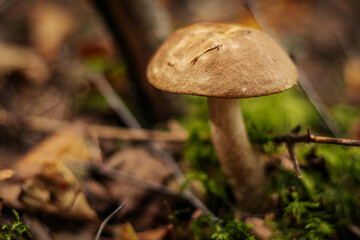 Fototapeta premium Blushing Bolete (Leccinum roseofractum) Eco Autumn mushroom. Edible mushroom that grows in the forest under trees in moss. Edible, very tasty, baked without pre-cooking, marinated, dried