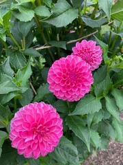 bright pink dahlias in the garden