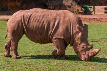 rhino in the wild