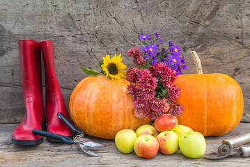 Autumn gardening concept; Red rubber boots, orange squash, ripe apples, bouquet of chrysanthemums and garden pruners on old wooden background