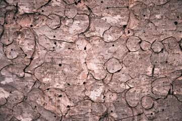 The texture of the bark and the background of the trunk of a coniferous tree. Detailed bark texture. Natural background.
