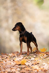 Jag Terrier dog in the autumn forest