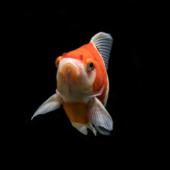 close up of japanese fish with black background. kingyo. goldfish