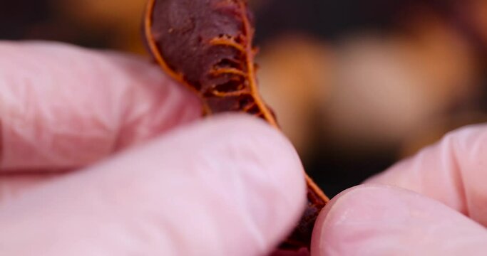peel a ripe and delicious tamarind pod from the shell, a close-up of a tamarind in the kitchen