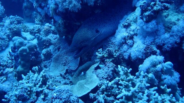 Fish hiding close to a coral reef