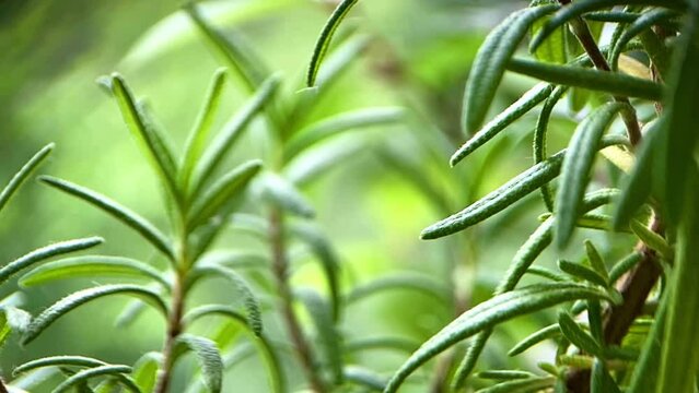 rosemary bush, spicy herb, house plants, spices, seasonings, close up of leaves, macro