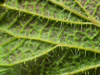Nettle leaf close-up.