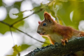 A red Squirrel sits on the branch and looks towards a camera. Close-up portrait of red squirrel. 