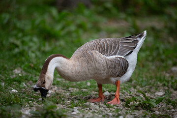 Goose