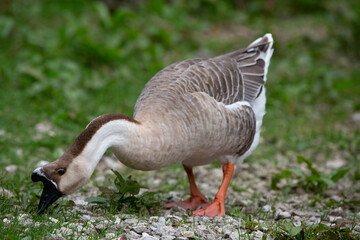 Goose