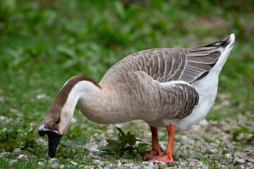 Goose
